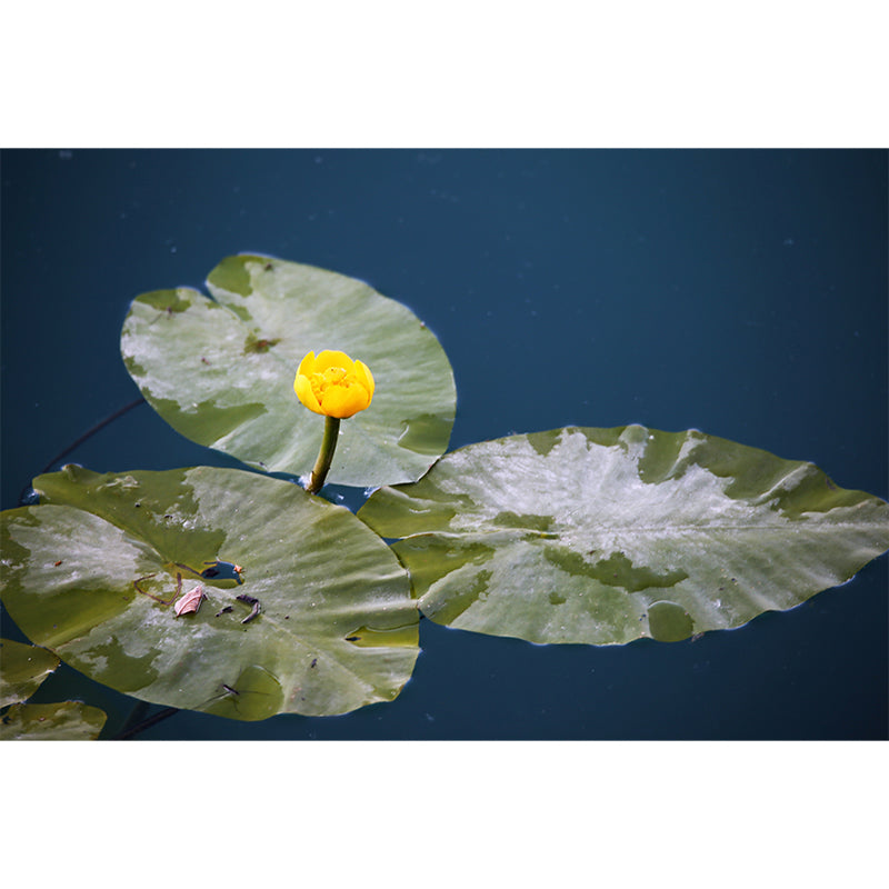 Green Lotus Leaf Full Size Wall Mural for Living Room, Moisture Resistant