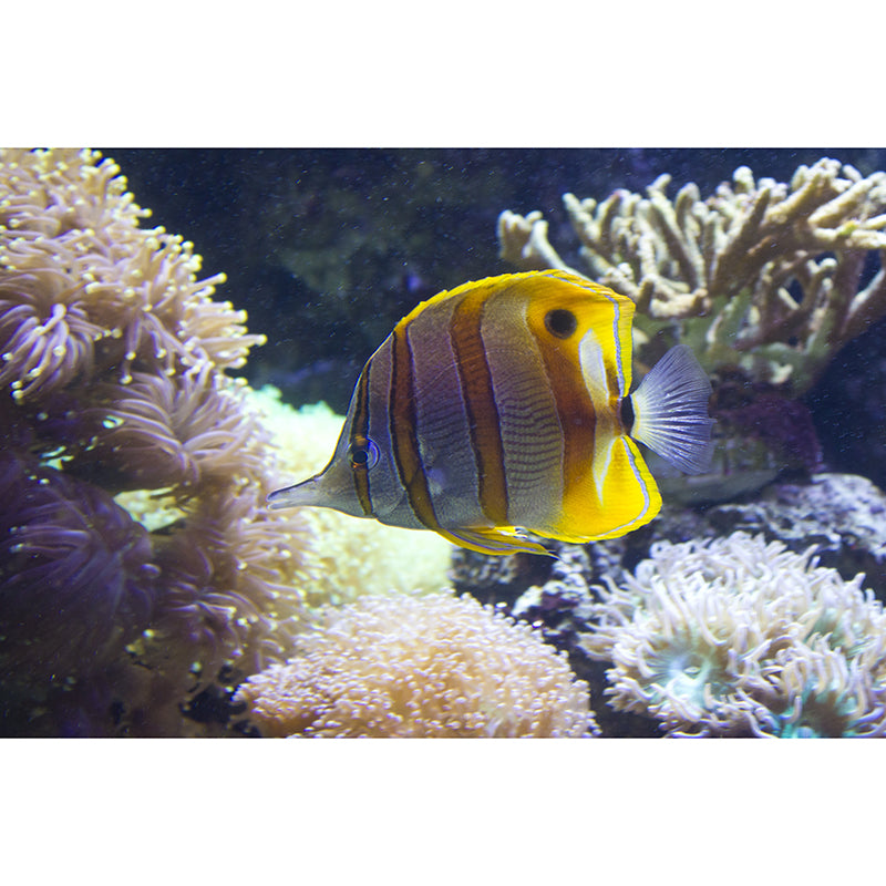 Sea Creatures Contemporary Mural Wallpaper for Home Decoration, Waterproofing