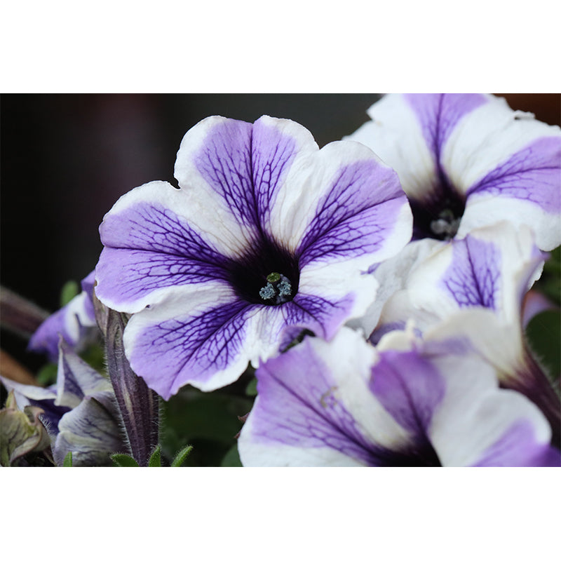 Petunia Blossom Mural Wall Paper Home Decorations for Kitchen Sitting Room