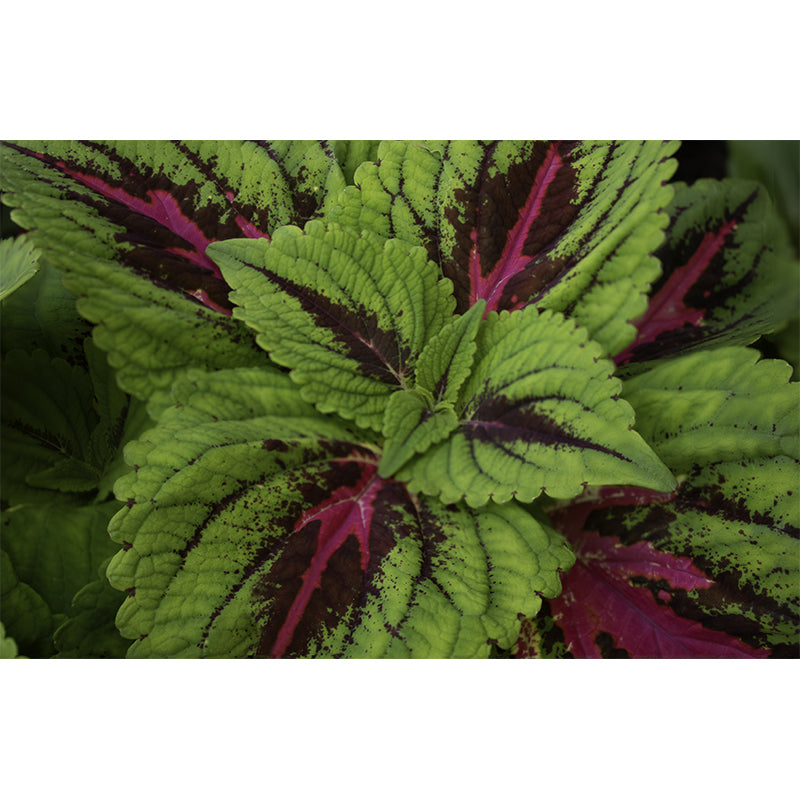 Coleus Plant Moisture Resistant Mural Decal Environment Friendly for Bathroom