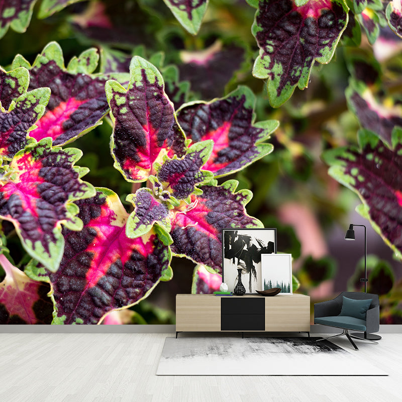 Coleus Plant Wall Mural Eco-friendly Customized Wall Covering for Sitting Room