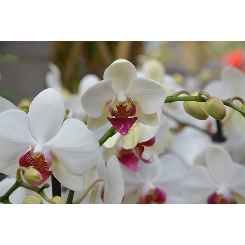 Cymbidium Contemporary Mural Wallpaper for Home Decoration, Stain Resistant