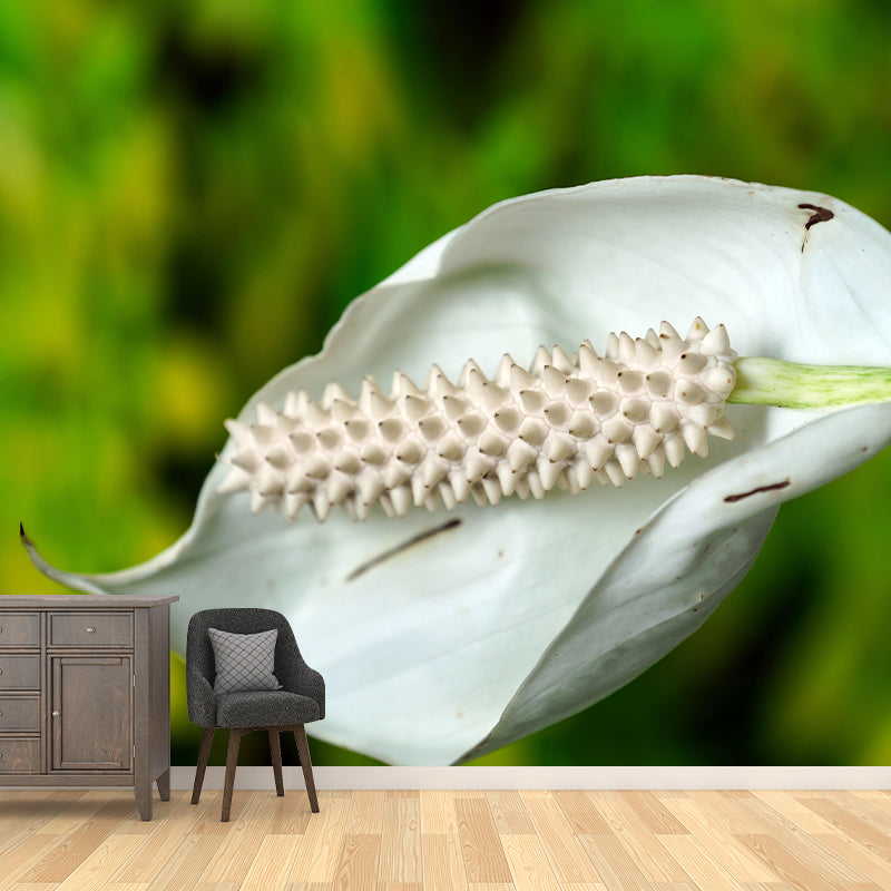 Blooming Anthurium Mural Wallpaper Environmental Contemporary for Bedroom