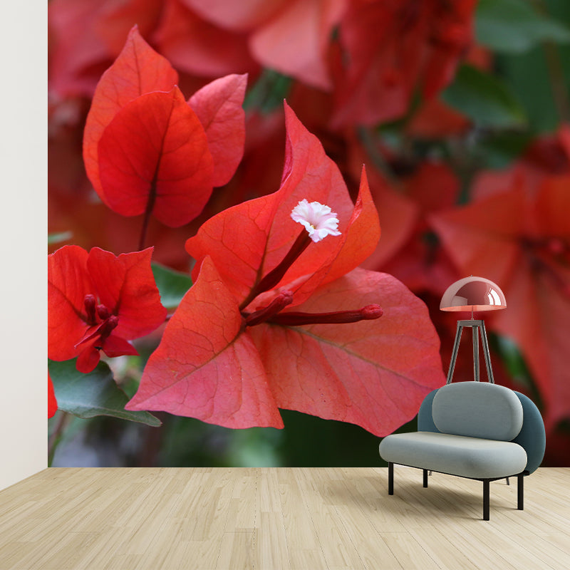 Blooming Bougainvillea Mural Wallpaper Environmental Contemporary for Bedroom