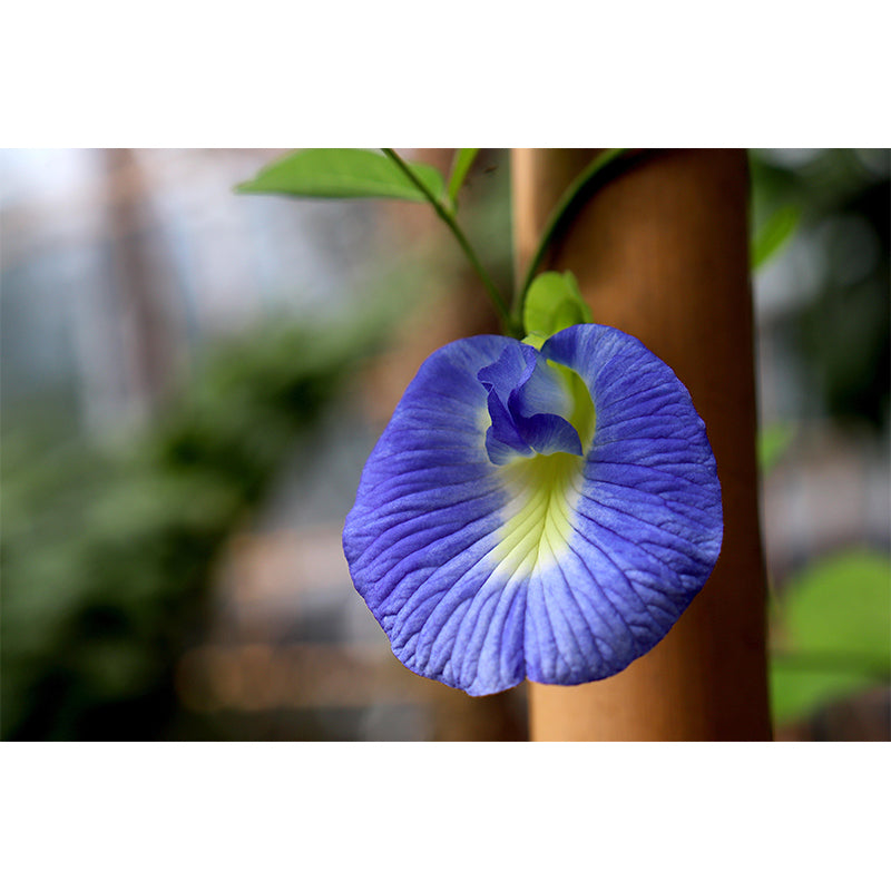 Blooming Morning Glory Mural Wallpaper Environmental Contemporary for Bedroom