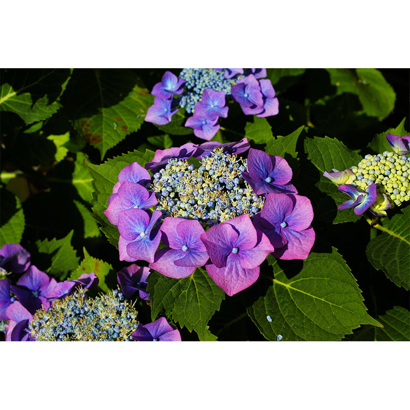 Blooming Hydrangea Mural Wallpaper Environmental Contemporary for Bedroom