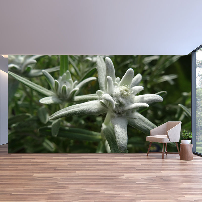 Edelweiss Mural Wallpaper Environmental Contemporary for Living Room Bedroom
