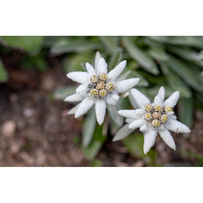 Edelweiss Mural Wallpaper Environmental Contemporary for Living Room Bedroom