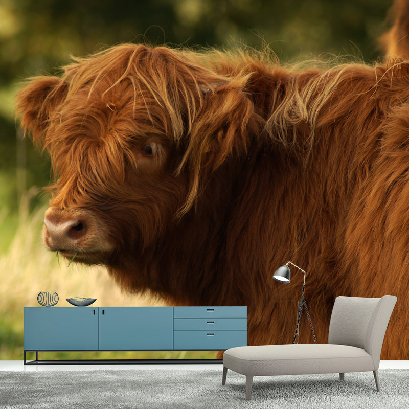 Highland Cow Removable Wall Mural for Sitting Room Bedroom, Made to Measure