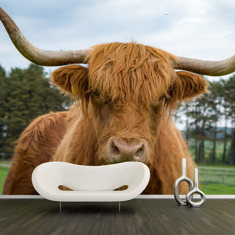 Highland Cow Removable Wall Mural for Sitting Room Bedroom, Made to Measure