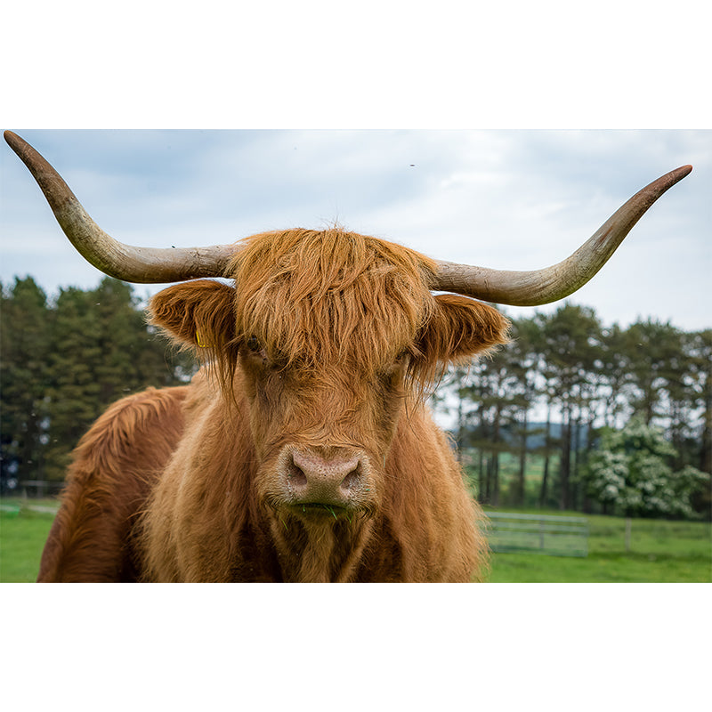 Highland Cow Removable Wall Mural for Sitting Room Bedroom, Made to Measure