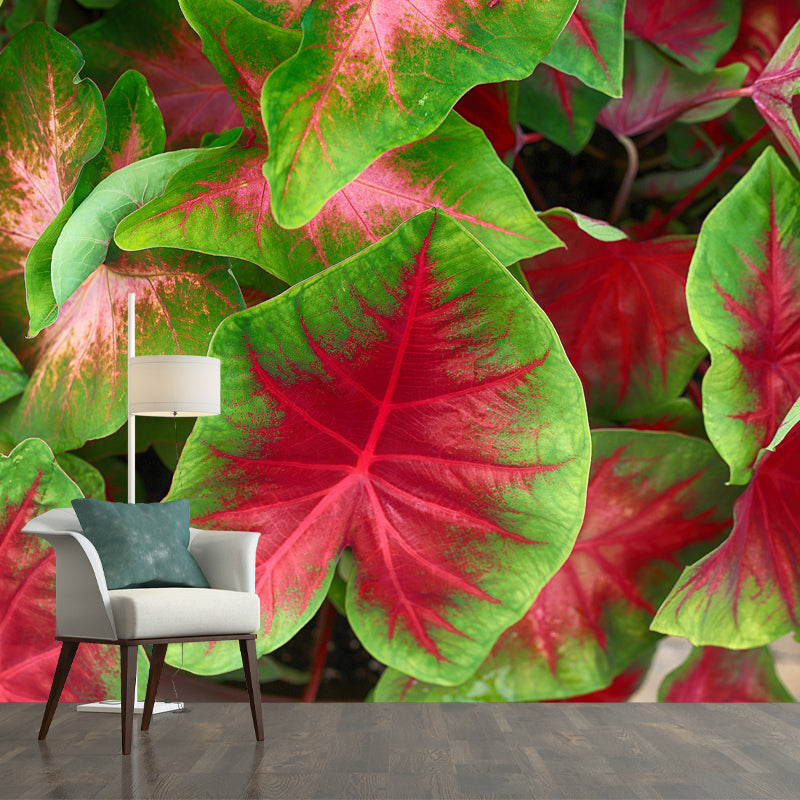 Caladium Plant Mural Wall Paper Home Decorations for Kitchen Living Room Bedroom