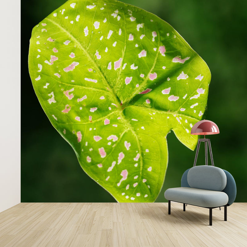 Caladium Plant Mural Wall Paper Home Decorations for Kitchen Living Room Bedroom