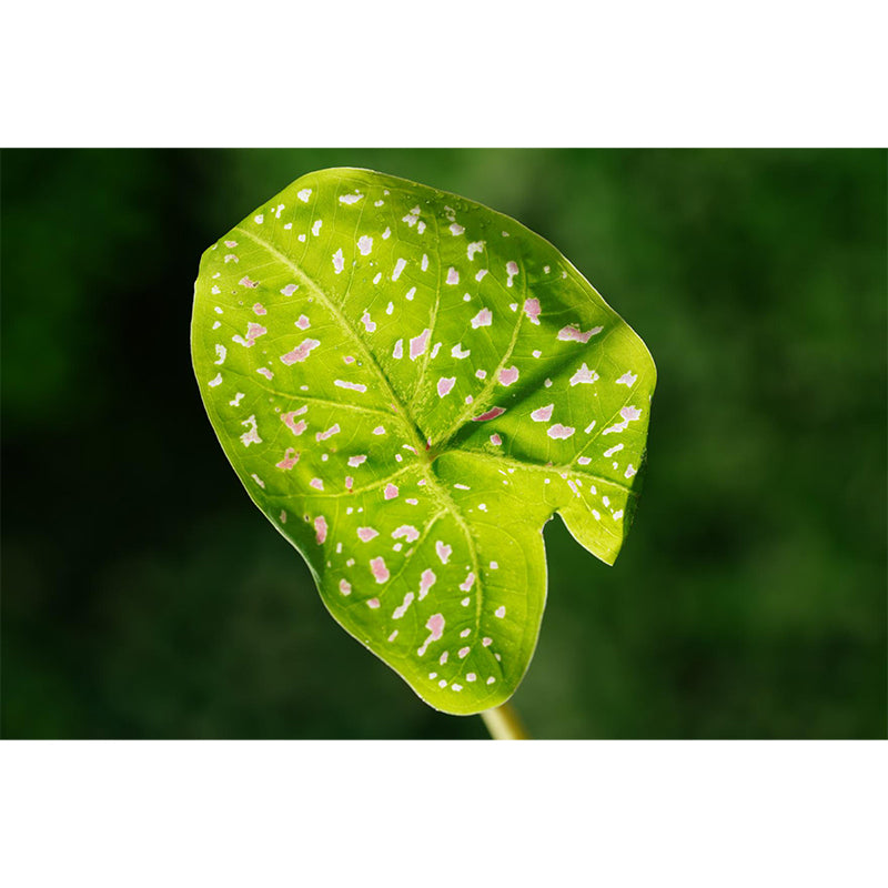 Caladium Plant Mural Wall Paper Home Decorations for Kitchen Living Room Bedroom