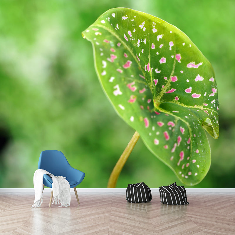 Caladium Plant Mural Wall Paper Home Decorations for Kitchen Living Room Bedroom