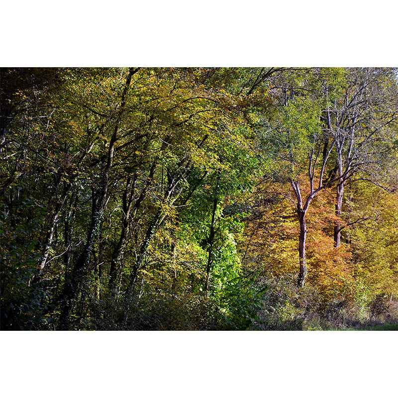 Forest Scenery Wall Mural for Sitting Room Minimalist Decoration, Stain Resistant