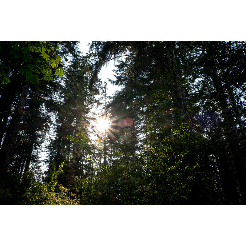 Forest Scenery Wall Mural for Living Room Bedroom Decoration, Made to Measure