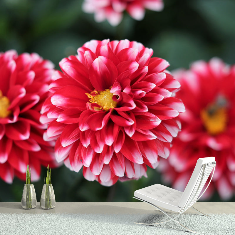 Bright Dahlia Mural Wallpaper Minimalist Wall Art, Customized Size Available