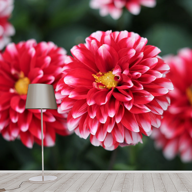 Bright Dahlia Mural Wallpaper Minimalist Wall Art, Customized Size Available