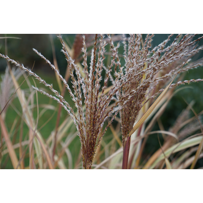 Grass Plant Murals for Bedroom Moisture Resistant, Custom Size Available