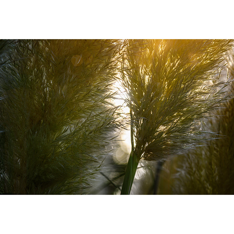 Grass Mural Modern Murals Wallpaper for Living Room Moisture Resistant, Custom Size Available