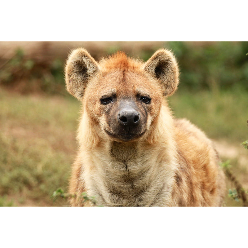 Hyena Mural Wallpaper Living Room Decoration, Personalized Size Available