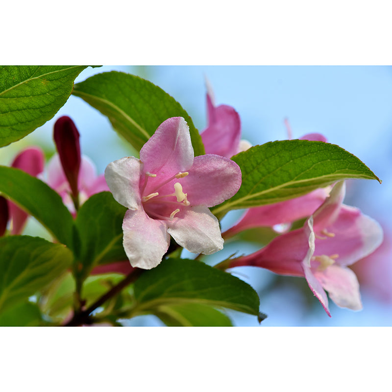 Jasmin Contemporary Style Mural Wallpaper Wall Covering for Living Room Decoration