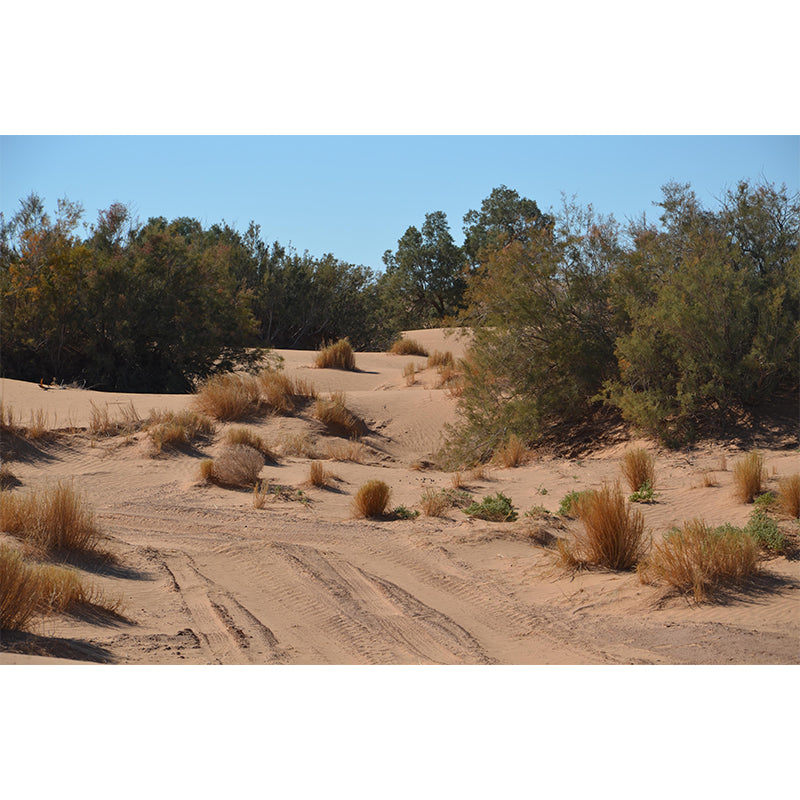 Desert Mural Wallpaper Horizontal Photography Style for Guest Room Decor