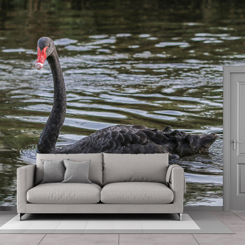 Customized Black Swan Wall Mural Contemporary Photography for Bedroom Living Room