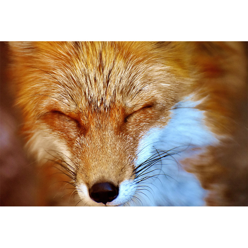 Photography Wild Animal Fox Mural Wallpaper Environment Friendly for Living Room