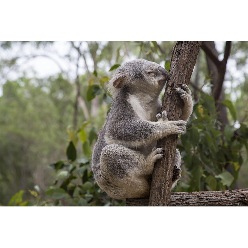 Customized Koala Wall Mural Contemporary Photography for Bedroom Living Room