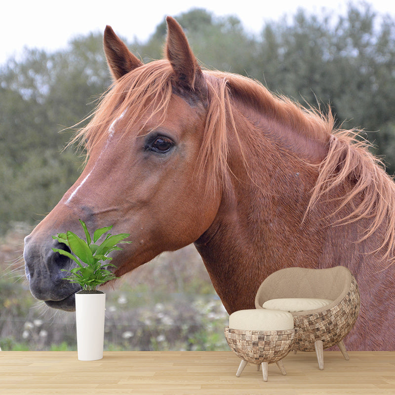 Photography Animal Horse Mural Wallpaper Environment Friendly for Living Room