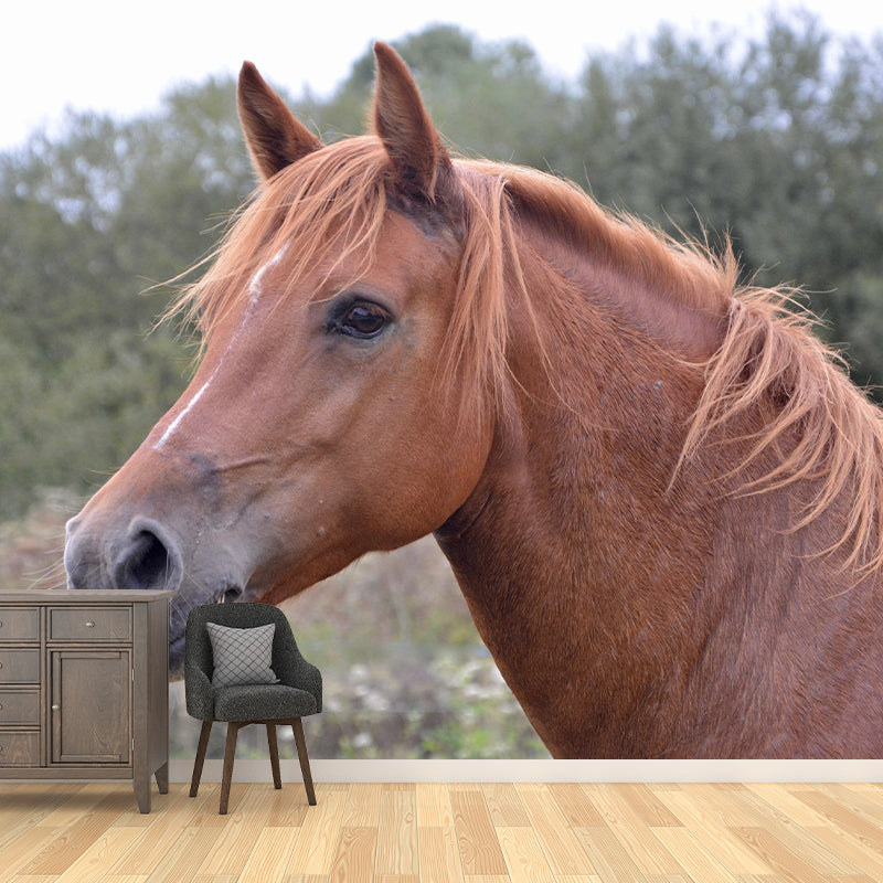 Photography Animal Horse Mural Wallpaper Environment Friendly for Living Room
