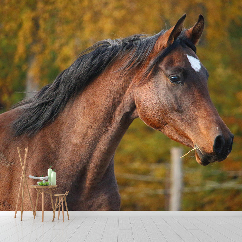 Photography Animal Horse Mural Wallpaper Environment Friendly for Living Room