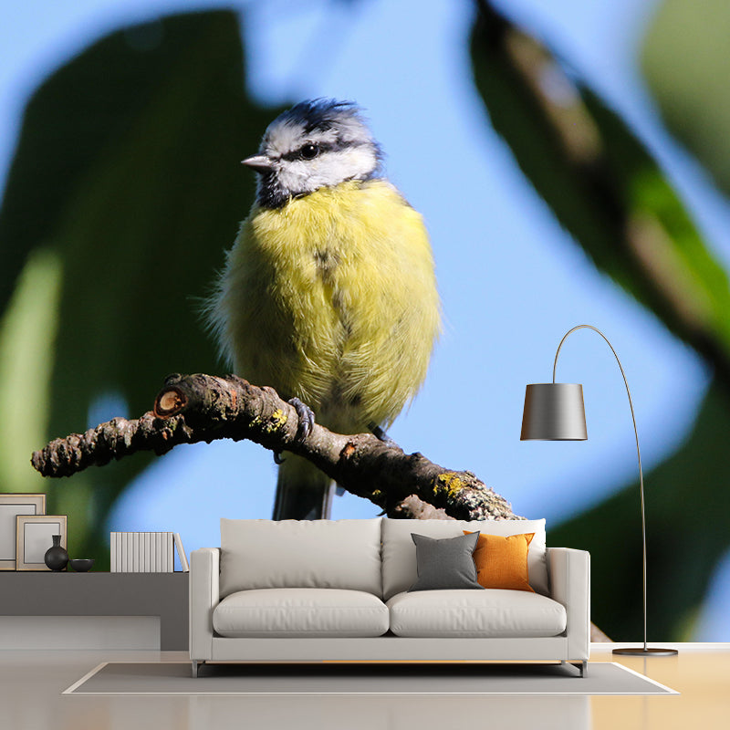 Photography Wild Animal Tit Mural Wallpaper Environment Friendly for Living Room