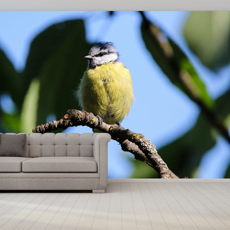 Photography Wild Animal Tit Mural Wallpaper Environment Friendly for Living Room