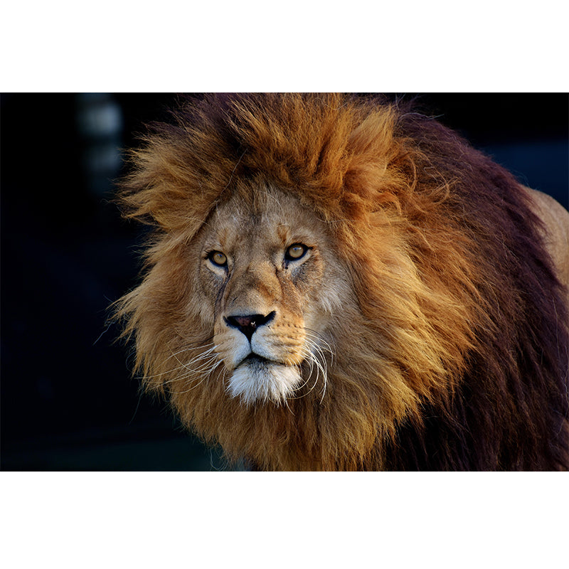 Customized Lion Mural Contemporary Photography for Bedroom Living Room