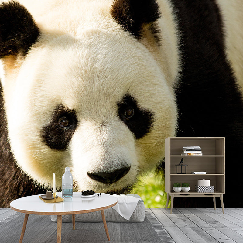 Customized Panda Wall Mural Contemporary Photography for Bedroom Living Room