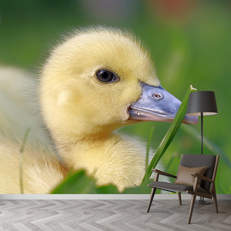 Photography Animal Duck Mural Wallpaper Environment Friendly for Living Room