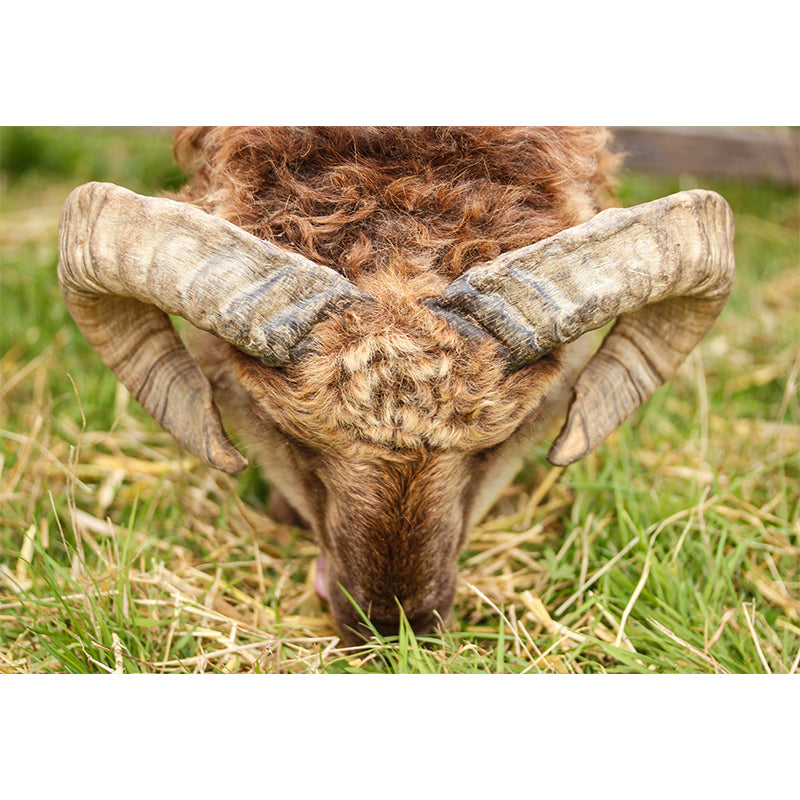 Photography Animal Sheep Mural Wallpaper Environment Friendly for Living Room