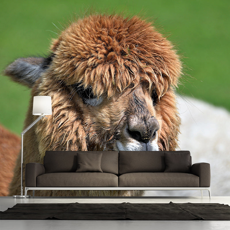 Customized Cute Alpaca Wall Mural Contemporary Photography for Living Room