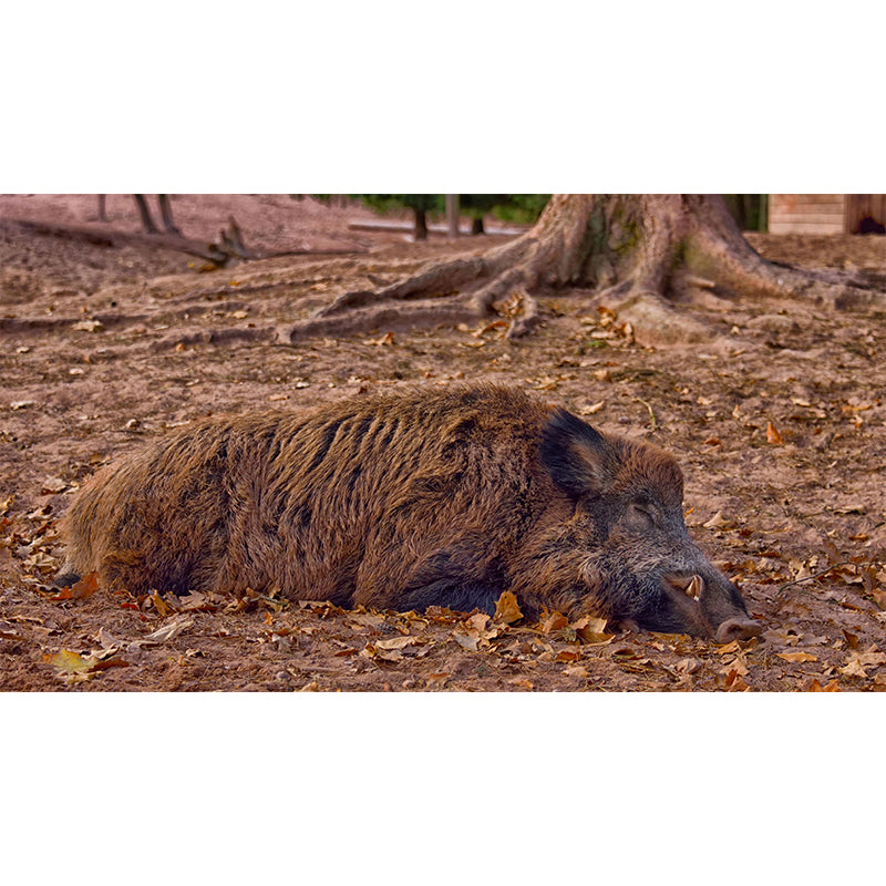 Customized Lion Wall Mural Contemporary Photography for Bedroom Living Room