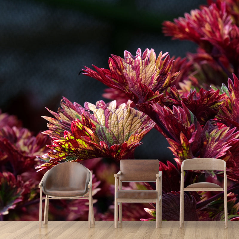 Coleus Amboinicus Mural Wall Paper Home Decorations for Kitchen Sitting Room