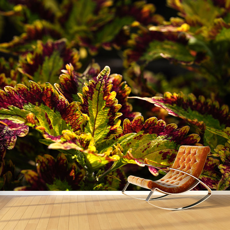 Coleus Amboinicus Mural Wall Paper Home Decorations for Kitchen Sitting Room