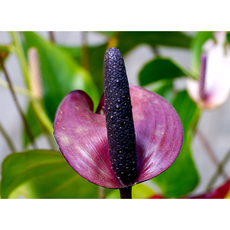 Plant Wall Decor for Living Room Wall Covering Murals, Moisture Resistant