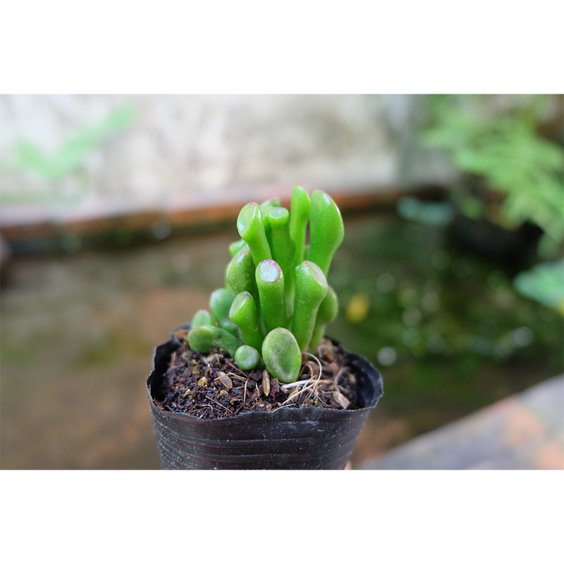 Anthurium Plant Wall Murals Contemporary Wall Art for Bedroom, Moisture Resistant