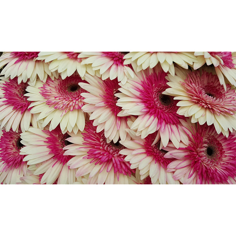 Beautiful Chrysanthemum Flowers Wall Decor for Bedroom Living Room,Custom Size Available