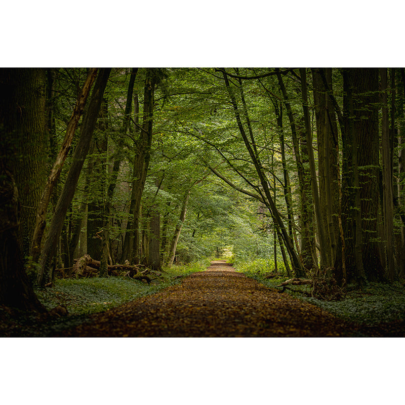 Forest Wall Mural Modernism Style Wall Decoration for Dining Room