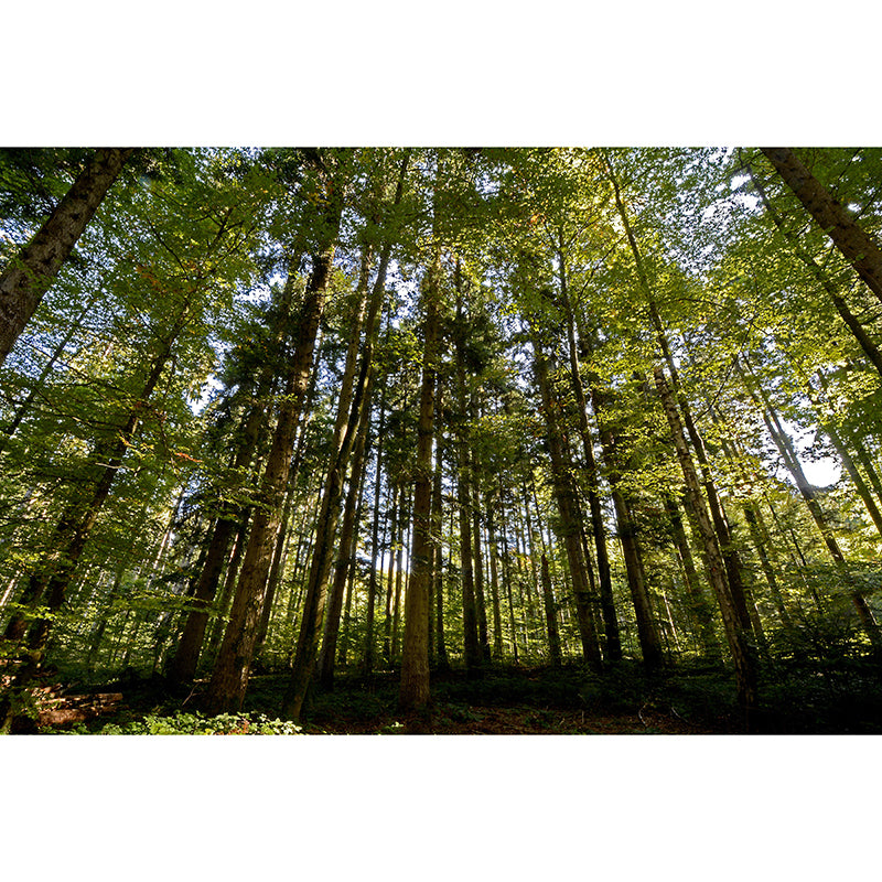 Forest Landscapes Mural Contemporary Mildew Resistant Wall Covering for Dining Room