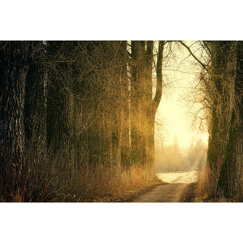 Forest Wall Mural Horizontal Photography Eco-friendly Wall Covering for Decoration
